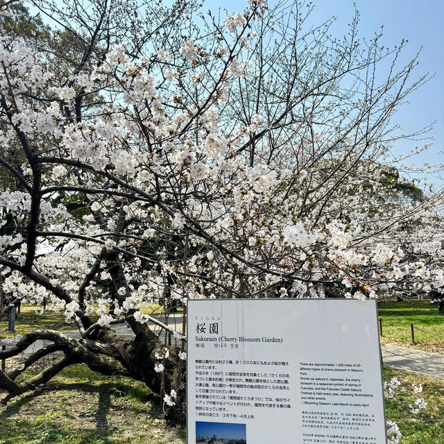 🌸日本福岡櫻花季--舞鶴公園🌸