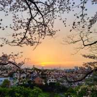 🌸福岡遊之舞鶴公園賞櫻🌸 