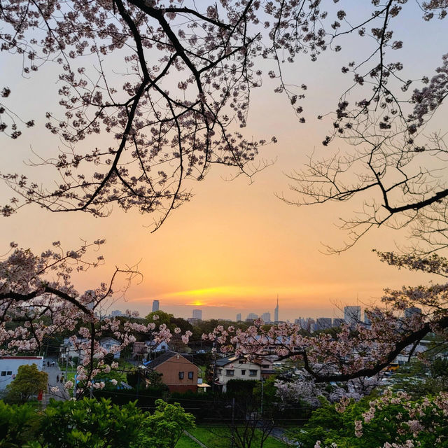 🌸福岡遊之舞鶴公園賞櫻🌸 