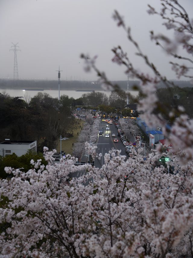 南京賞櫻花｜本地人才知道的免費夜櫻花海 - 觀音門