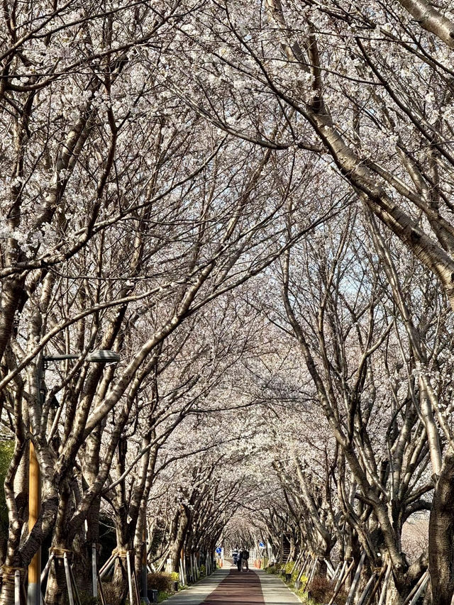大渚公園，海風輕拂下的櫻花物語
