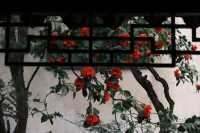 Discover the Beauty of Suzhou Gardens