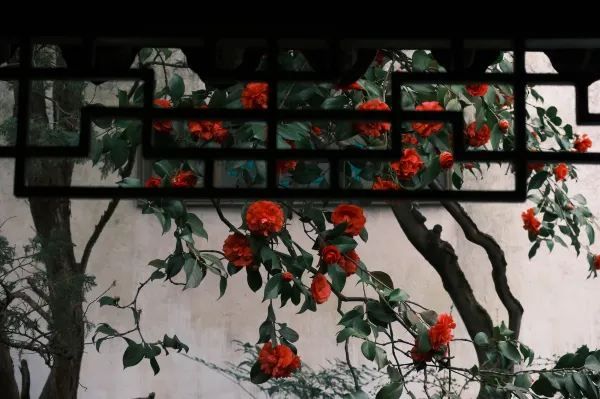 Discover the Beauty of Suzhou Gardens