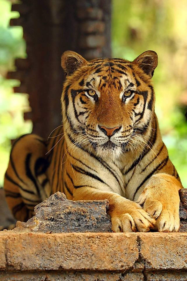 巴厘島野生動物園：與自然共舞的奇幻之旅
