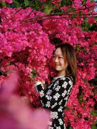 🌸全家一起去踏春｜廣州海珠湖🍀