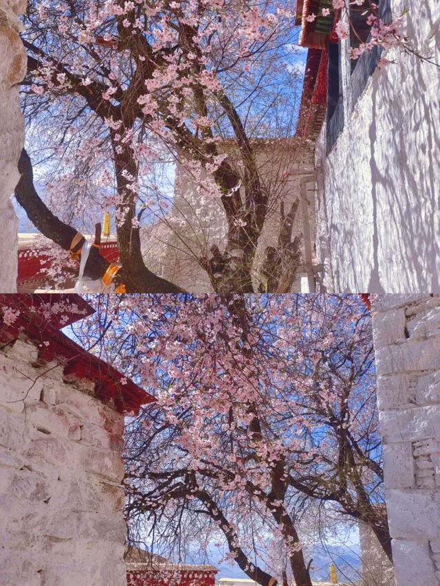 春季賞桃花圖鑑：拉薩行