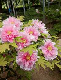 花開時節再逢君！