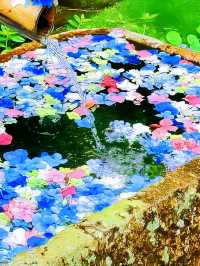 杭州春日漫遊：西湖與西溪的桃花之約