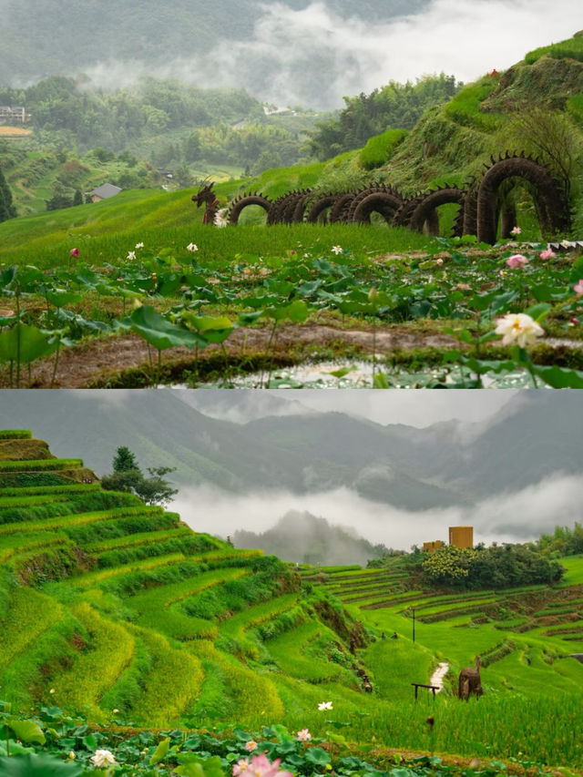麗水雲和·雲和梯田