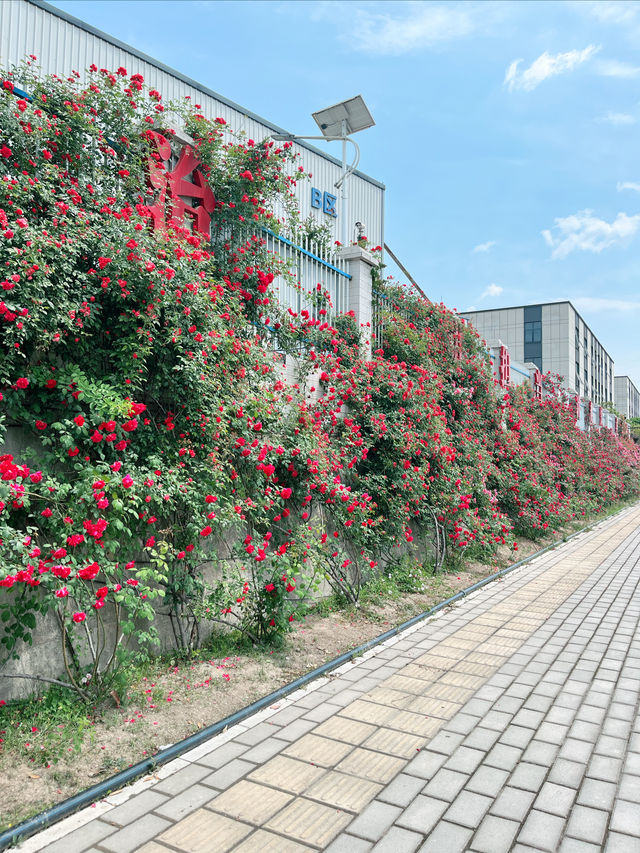 綿陽·將開區｜薔薇花牆3米高&百米長