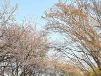 🌸首爾南山公園，藏在城央的櫻花秘境
