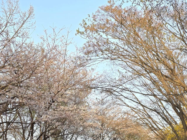 🌸首爾南山公園，藏在城央的櫻花秘境