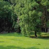 🌳廣州華南植物園｜闖入現實版綠野仙蹤！拍照遛娃全攻略