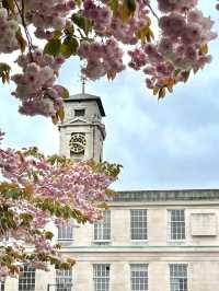 Nottingham in Cherry Blossom Season 🌸💫✨