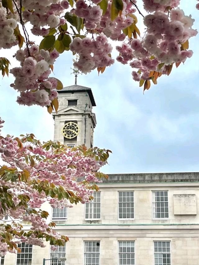 Nottingham in Cherry Blossom Season 🌸💫✨
