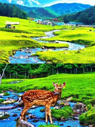 Yichun Wuying National Forest Park