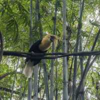 衝啊！廣州長隆野生動物園保姆級攻略🐯萌獸互動+超爽玩法全揭秘！