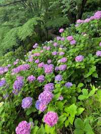 東京賞繡球花 | 多摩川台公園祕境