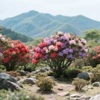 廈門植物園藏住神級打卡位！快衝！