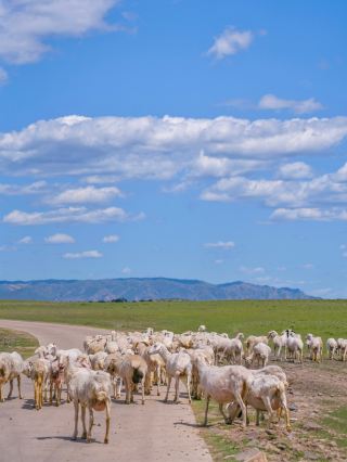 Ulanqab | Herding clouds and sheep on the grassland is an incredibly romantic thing