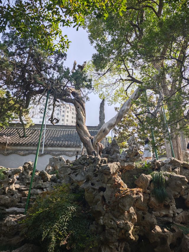 泰州喬園丨呢座500歲嘅小眾園林，點解會被遺忘！