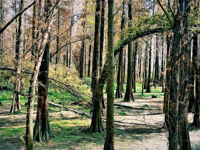 Zhaoqing Xinghu National Wetland Park: The Ultimate Backpacker's Guide To Dive Into WetLand