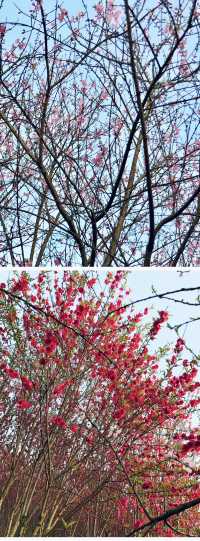 武漢櫻花暴擊！東湖呢場粉紅雪崩，靚到犯規