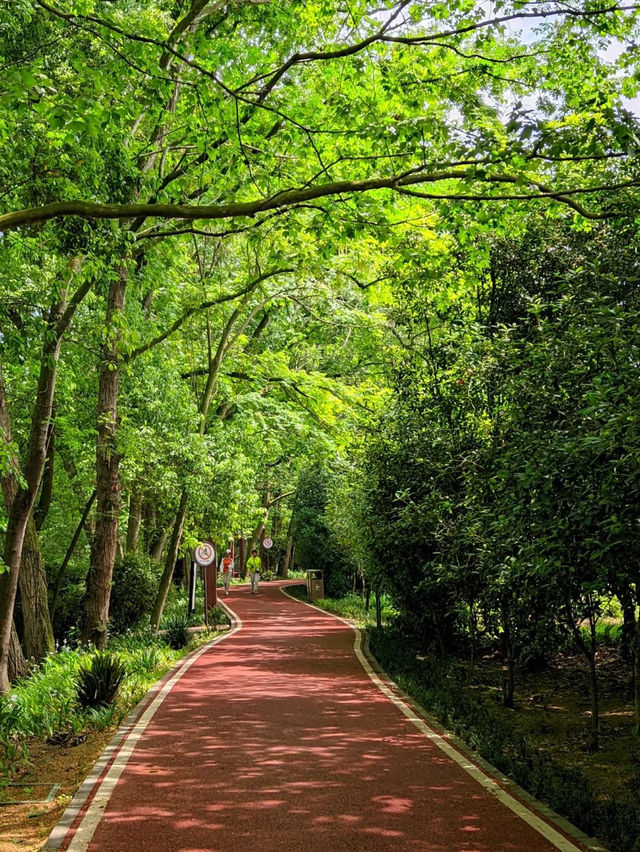 江安河畔｜地鐵直達的桂香稻浪騎行秘境，錯過等一年！