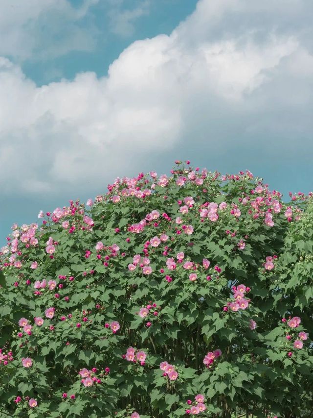 芙蓉隨風盛裝而舞，佔盡一秋妩媚