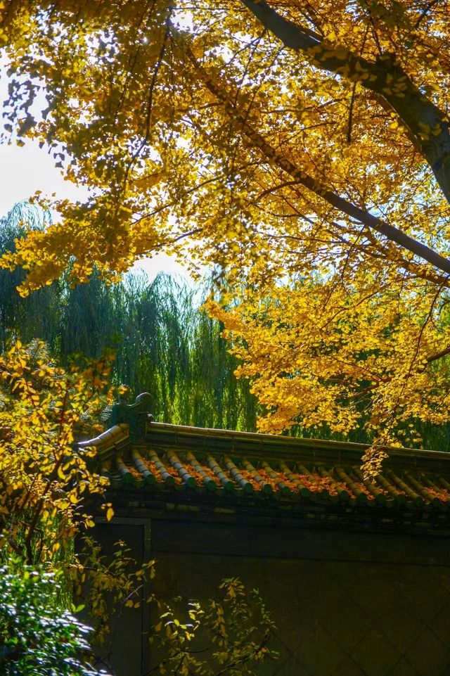 賞秋泉城濟南的秋天沉靜溫柔