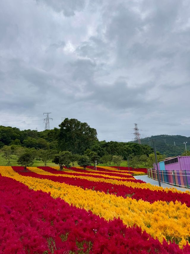 廈門降溫了！海滄這片鳳尾雞冠花海正盛放，闖入油畫般的秋日溫柔