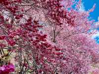 🌸 武陵農場櫻花季｜一場春天限定的粉紅盛宴