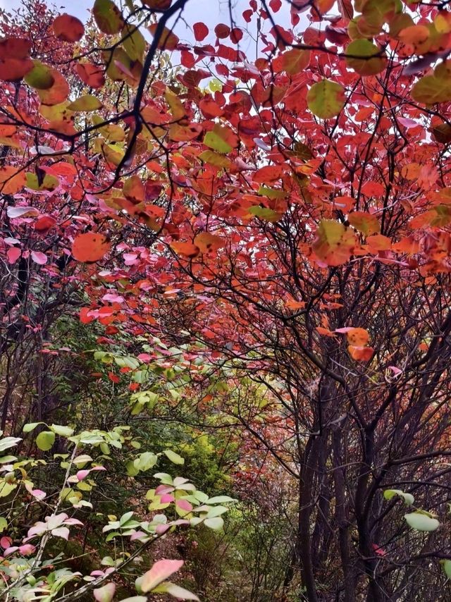 秋染天子峪紅黃配！！！