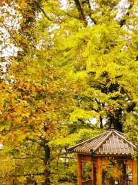 天台山秋意殺瘋了！這幾個打卡地錯過等一年