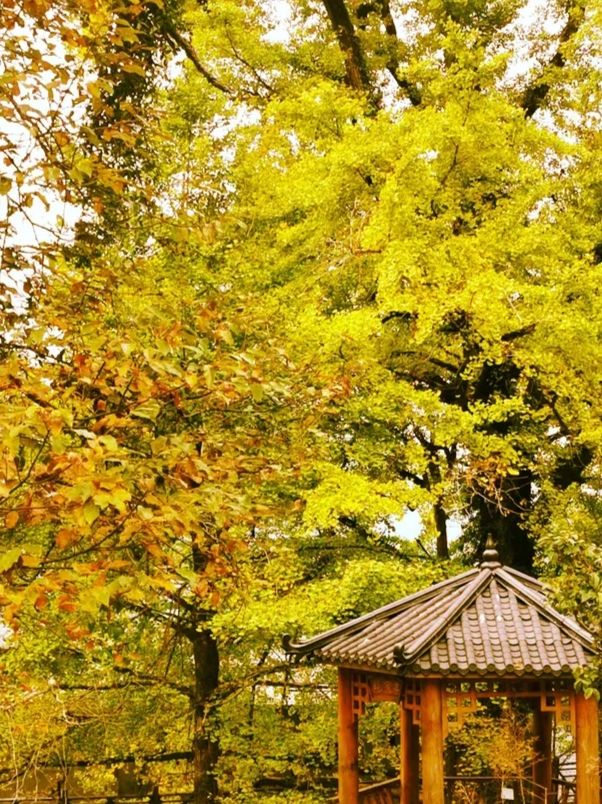 天台山秋意殺瘋了！這幾個打卡地錯過等一年