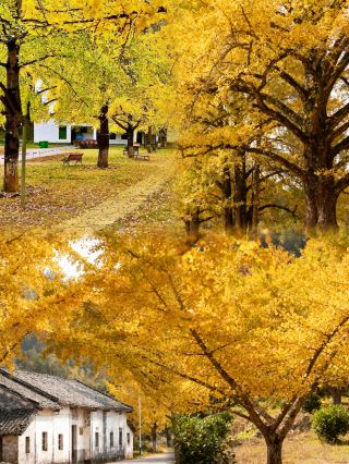 One hour by high-speed rail from Shenzhen! Shaoguan, the hometown of ginkgo, is the autumn peak