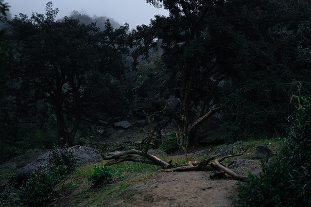 雨中闖走馬崗，在諸暨的迷霧森林裡找野趣！