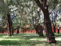地壇公園｜🩷從史鐵生筆下的「精神原鄉」，逛遍古壇銀杏與歲月