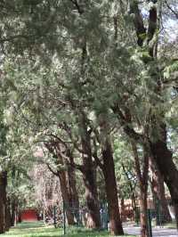 地壇公園｜🩷從史鐵生筆下的「精神原鄉」，逛遍古壇銀杏與歲月