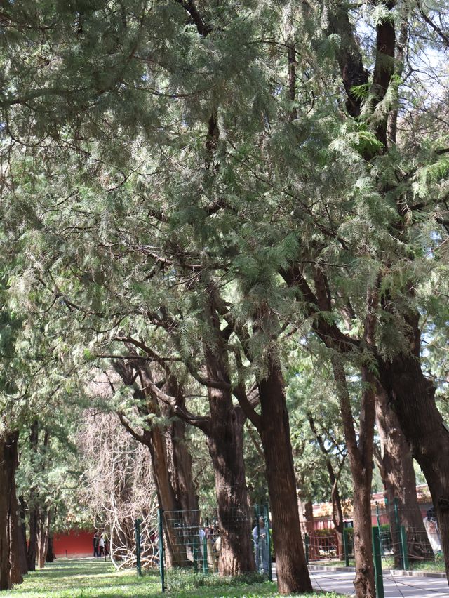 地壇公園｜🩷從史鐵生筆下的「精神原鄉」，逛遍古壇銀杏與歲月