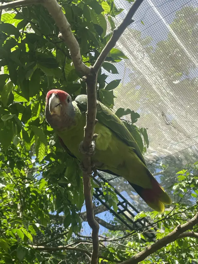 สัมผัสใกล้ชิดกับนกหลากสีสันและน้ำตกที่อิกัวซู