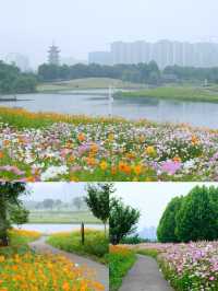 長沙秋日限定10月不能錯過的莫奈花園!