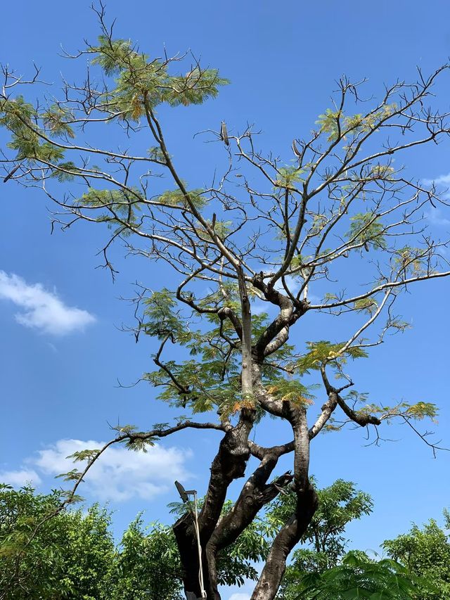挑戰中山「小九寨」!五桂山石寨水庫暴走全攻略,每一步都是風景 挑戰中山「小九寨」!五桂山石寨水庫暴走全攻略,每一步都是風景