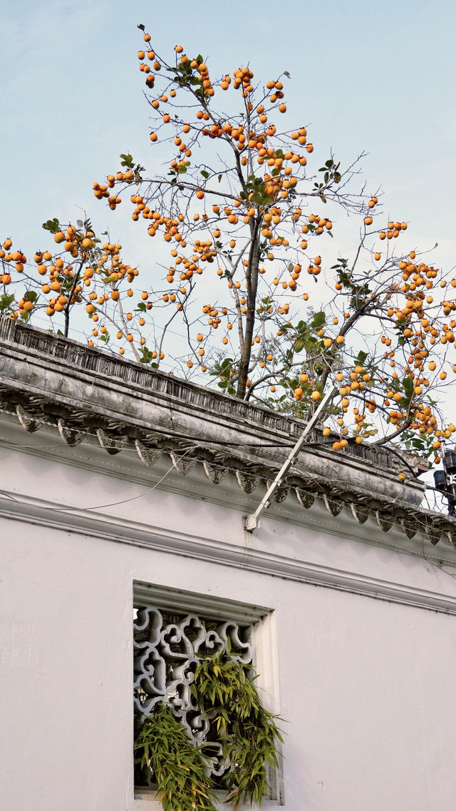 蘇州|這棵柿子樹已經紅啦 蘇州|這棵柿子樹已經紅啦
