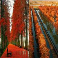 品嚐秋日暖陽下的甜美，我在湖北等你！