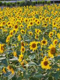 海寧神仙湖：自然與時光的詩意交響