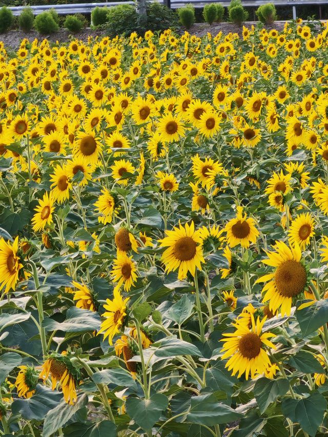 海寧神仙湖：自然與時光的詩意交響