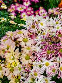 來武漢江灘賞菊吧