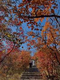11月博山九龍峪遊玩攻略：萬畝紅葉+網紅玩法，承包秋日浪漫
