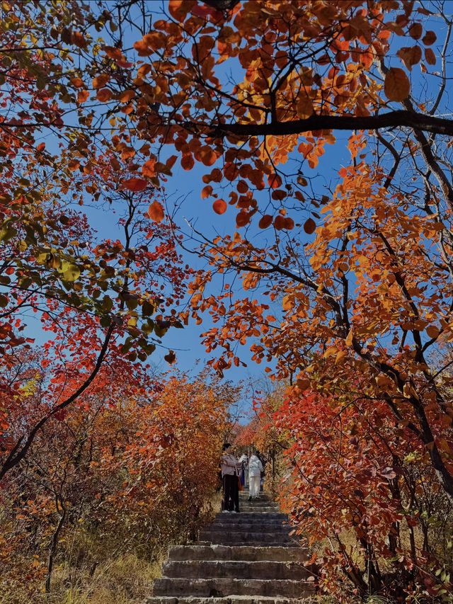 11月博山九龍峪遊玩攻略：萬畝紅葉+網紅玩法，承包秋日浪漫